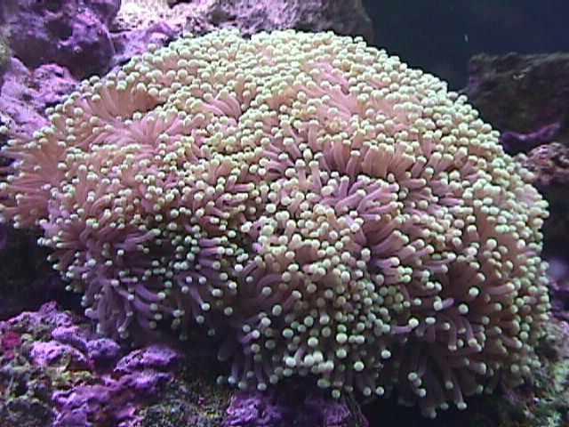 green torch coral